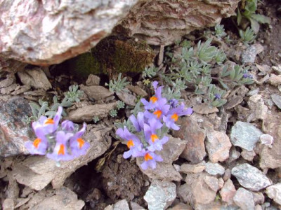 s_linaria_gro.jpg