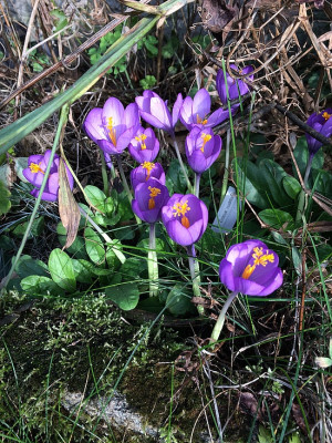 2019 10 05  Cr. nudiflorus.jpg
