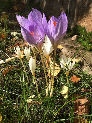 2019 10 05  Herbst.jpg