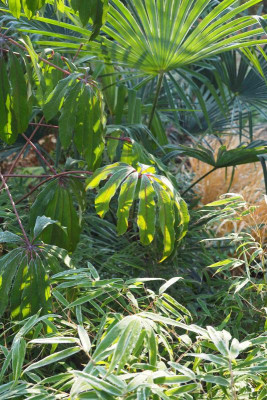 Schefflera Raureif.JPG