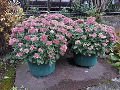 20191003_130911.jpg