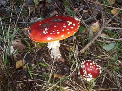 fliegenpilze19büwiesen.jpg