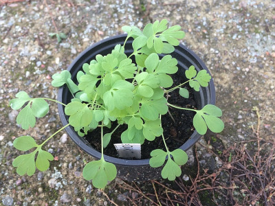 2019 10 05 Coryd. sempervirens.jpg