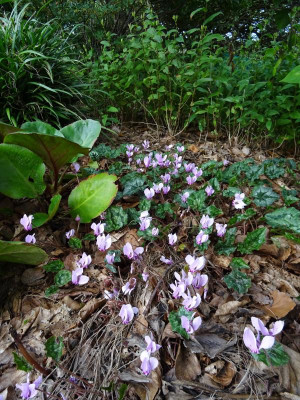 Cyclamen hederifolium Oktober 2019.JPG