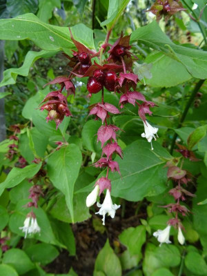 Leycesteria formosana Oktober 2019.JPG