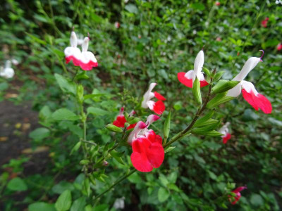 Salvia microphylla Hot Lips Oktober 2019.JPG