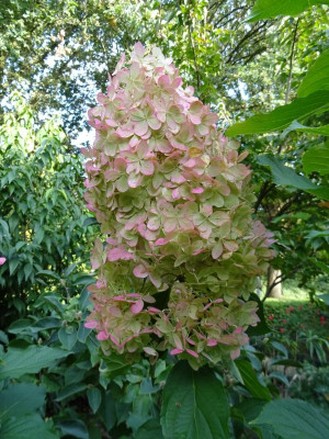 Hydrangea pan Phantom Oktober 2019.JPG