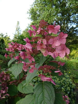 Hydrangea pan Wim's Red Oktober 2019.JPG