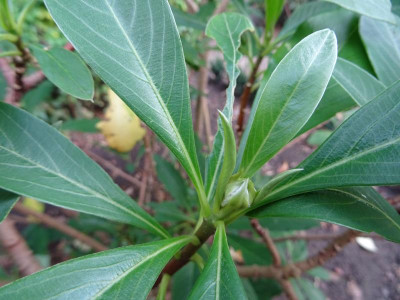 Edgeworthia chrysantha Oktober 2019.JPG