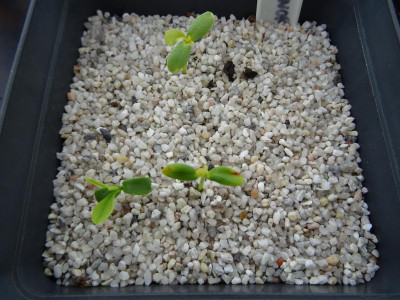 Edgeworthia chrysantha Germination Oktober 2019.JPG