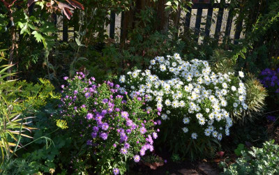 Aster_dumosus.19-1.jpg