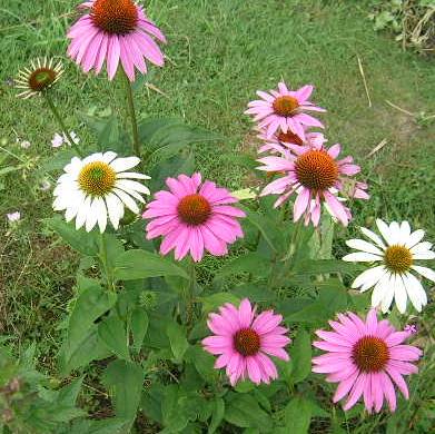 Echinacea_purp.__wei_u._rot.jpg