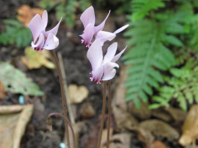 hedirosa.img.JPG