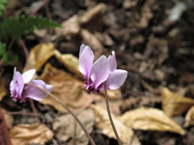 hedirosa1.img (2).JPG