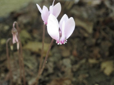 hedirosa1.img.JPG