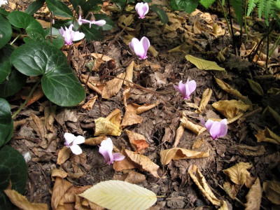 hedirosa3.img.JPG