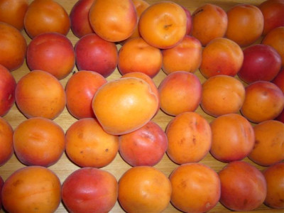 Aprikosen_28.06.2007.JPG