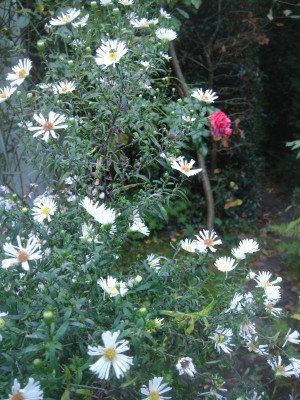 DSC07023.JPG