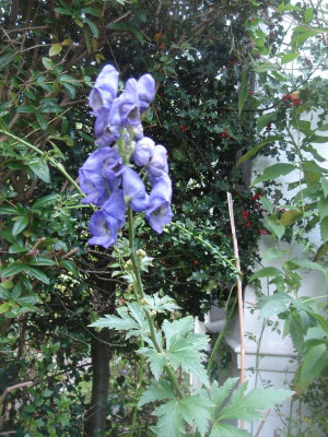 DSC07050.JPG