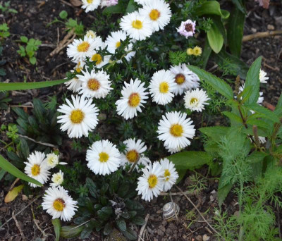 Aster_novae_belgiae-BonningdaleWhite.18-1.jpg