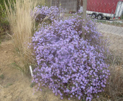 oblongifolius.jpg