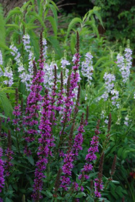 lythrum_tamerlan_und_galega.jpg