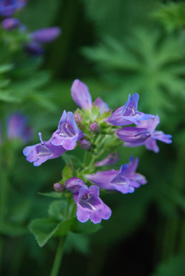 penstemon_winterhart_hmm.jpg