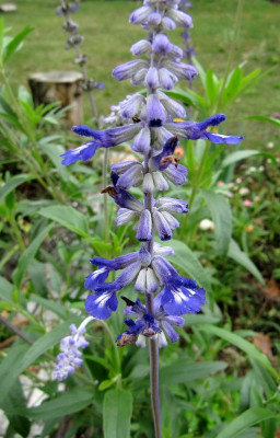IMG_7902_Salvia_farinacea_4Okt2019_.jpg
