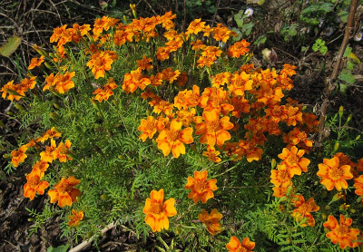 IMG_7950_Tagetes_6Okt2019_.jpg