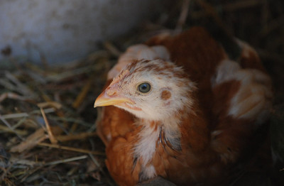 das_neugierige_huhn_hat_schoene_augen.jpg