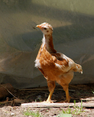 das_neugierige_huhn_legt_den_kopf_schief.jpg