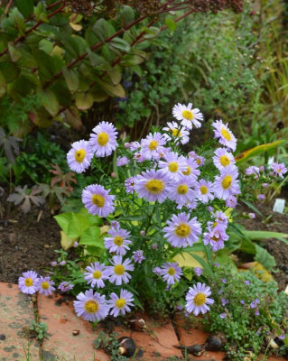Aster_dumosus-Sämling-helllila.19-1.jpg