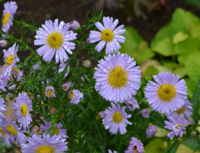 Aster_dumosus-Sämling-helllila.19-2.jpg