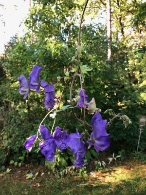 IMG_1636.jpeg