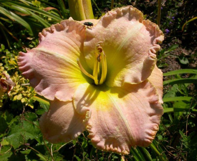 Callis_Blaues_Wunder_2006.jpg