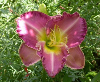 Callis_Blaues_Wunder_2007.jpg