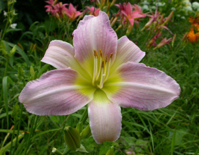 Catherine_Woodbery_2007.jpg