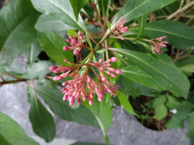 fuchsie arborescens.JPG