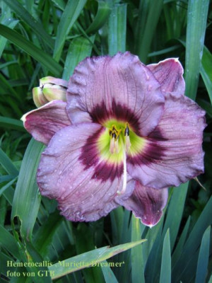Marietta_Dreamer_6126_r11.jpg