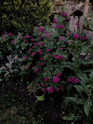 IMG_20190610_192205.jpg