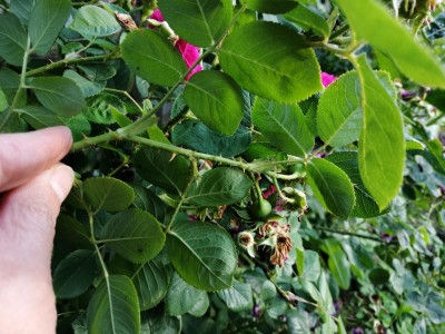 IMG_20190617_191115.jpg