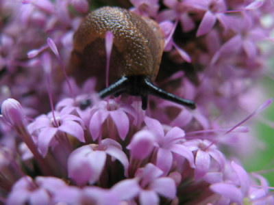 schnecke.JPG