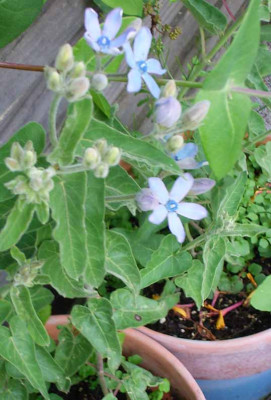 Tweedia_caerulea.jpg