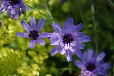 catananche_caerulea_07.jpg