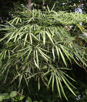 Screenshot_2019-10-08 Pan Global Plants ( panglobalplants) • Instagram-billeder og -videoer.png