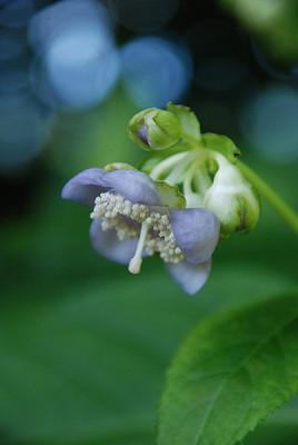 deinanthe_caerulea_07_kat.jpg