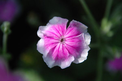 lychnis_coronaria_sehr_schoen.jpg