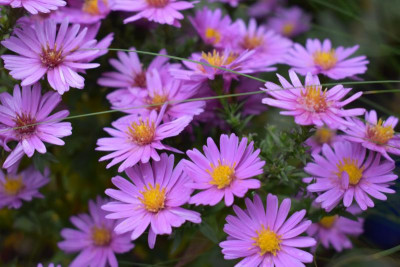 Blüten Okt 19 002.JPG