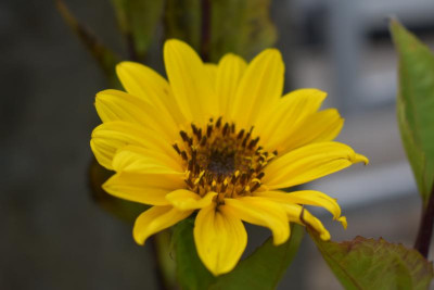 Blüten Okt 19 005.JPG