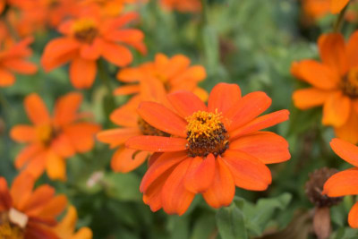 Blüten Okt 19 006.JPG